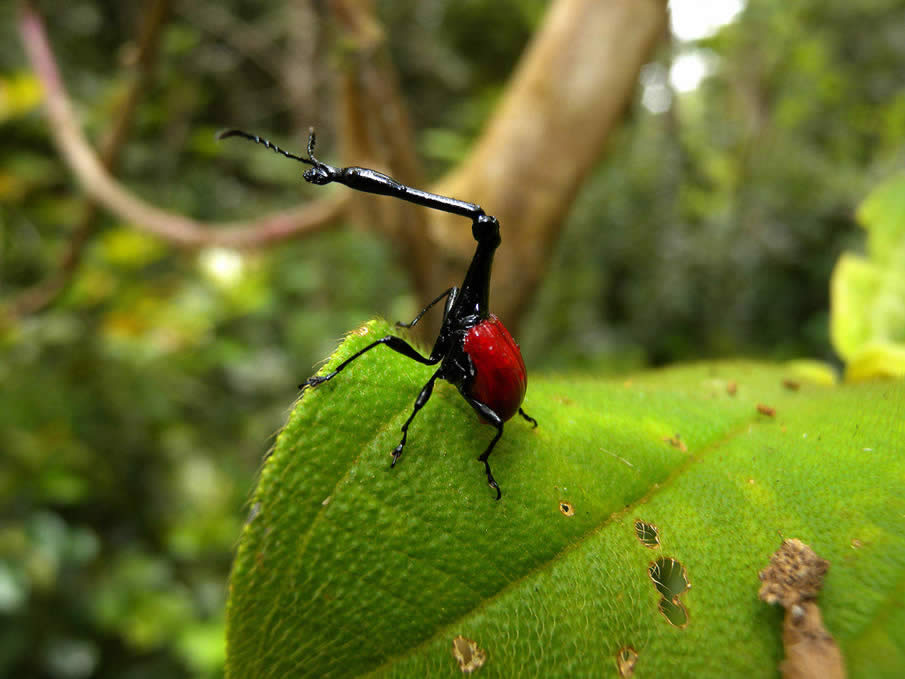 Giraffe Weevil