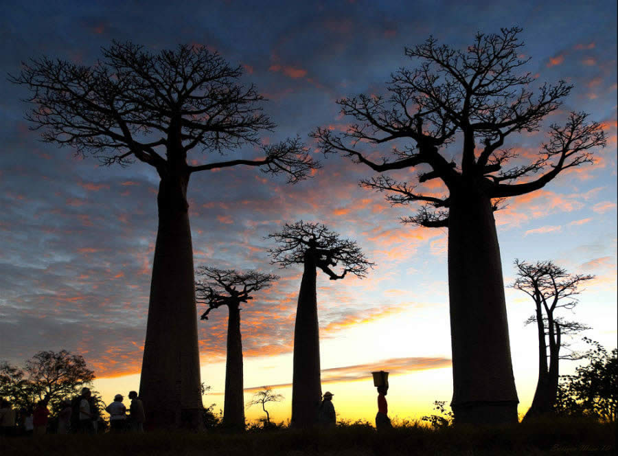 Atardecer entre Baobabs. Madagascar