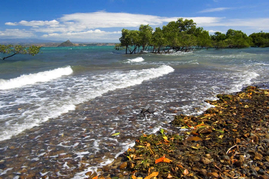 Mangrove Forest