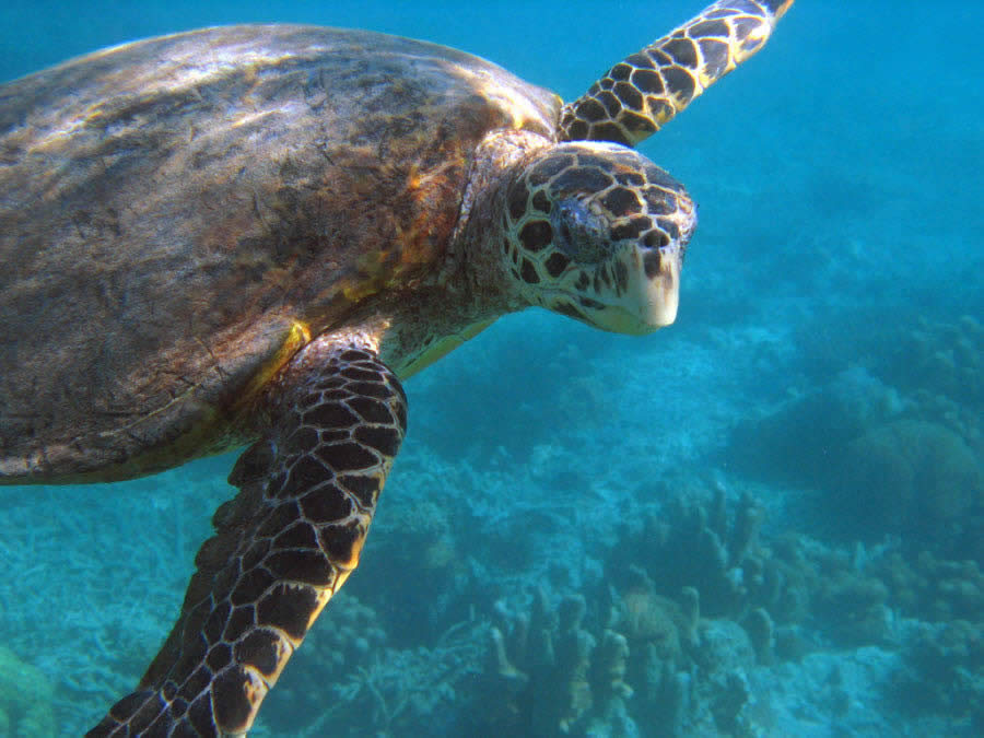 Snorkeling at Madagascar