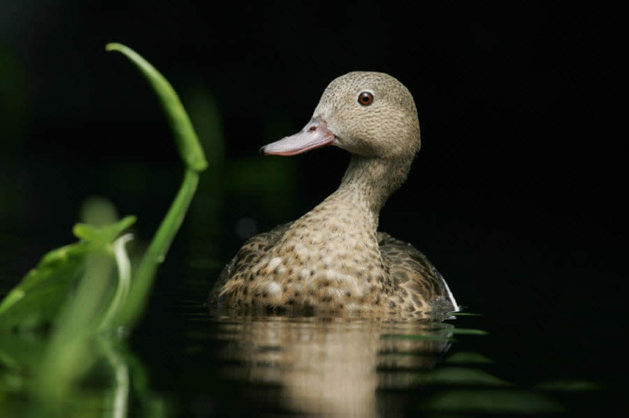 Madagascar Teal