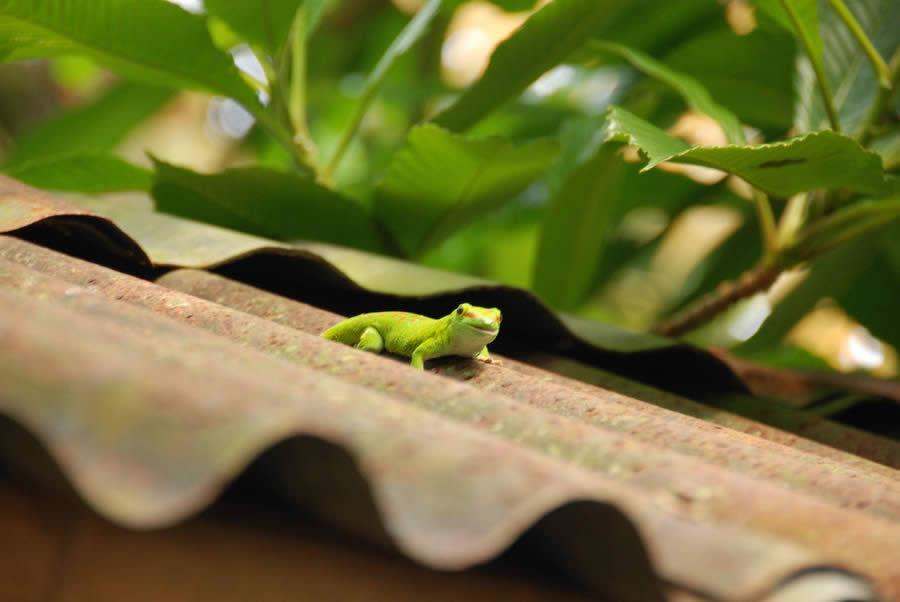 Madagascar Day Gecko