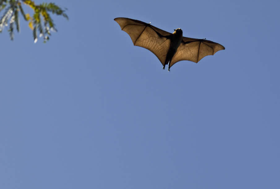 Flying Fox (Fruit Bat)