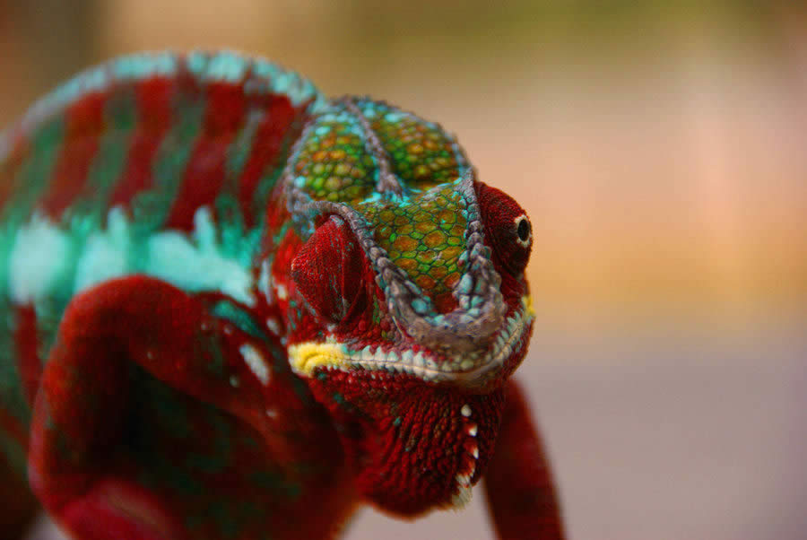 Chameleon of Madagascar 1