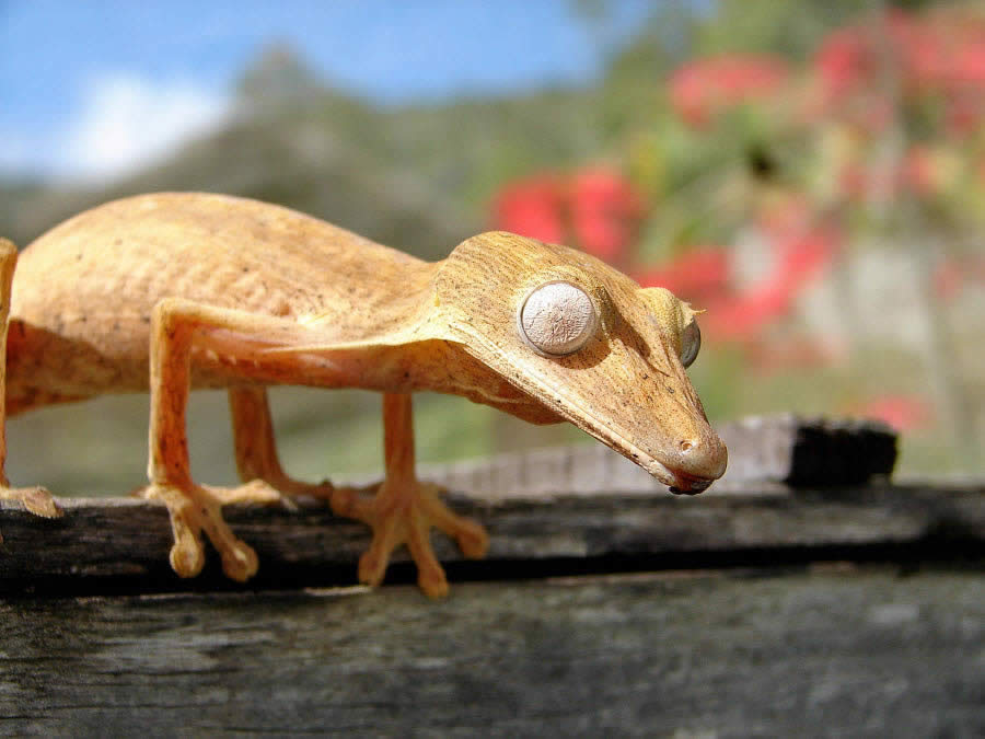 Chameleon Madagascar 2