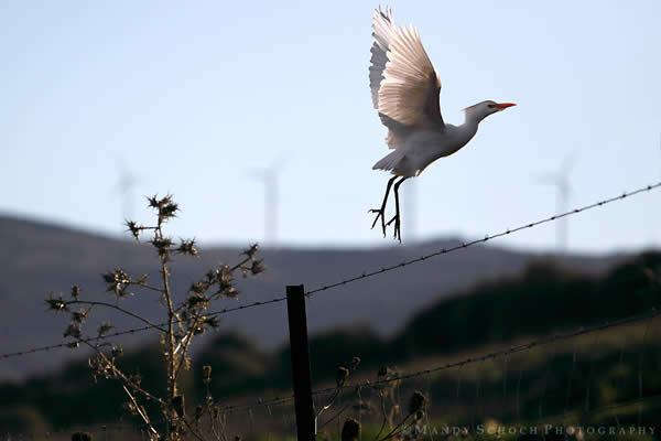 Liftoff