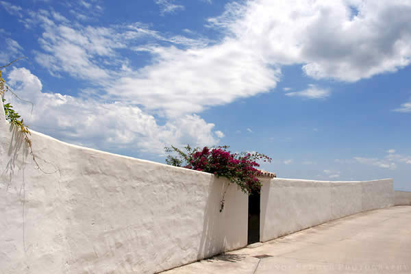 Bougainvillea On White Wall