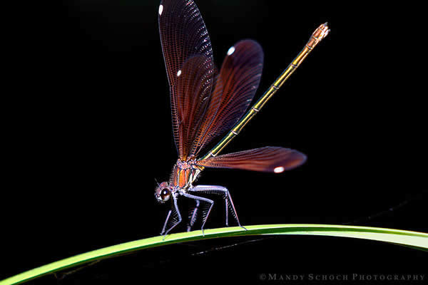 Copper Damselfly