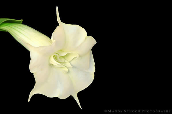 Brugmansia On Black