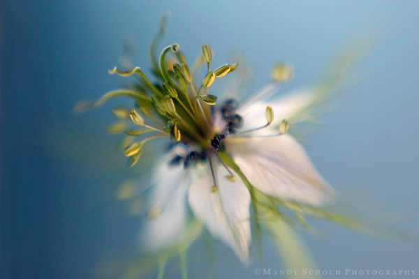 Love in a Mist