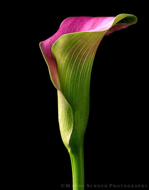 Pink Ice Calla Lily On Black