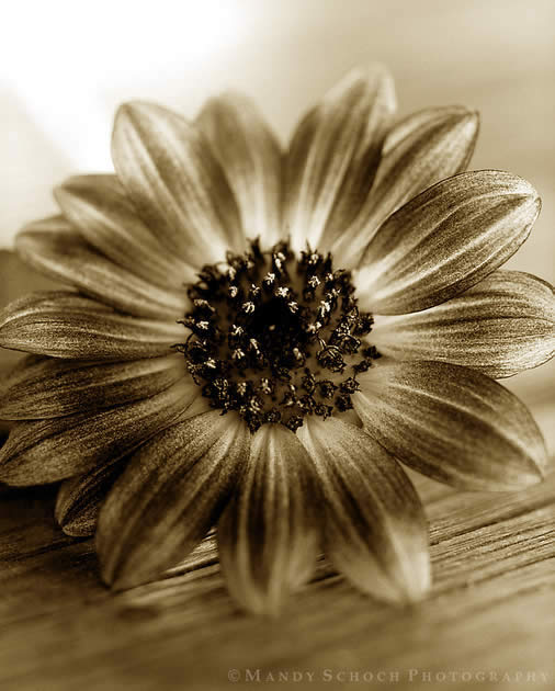 Sunflower On Table