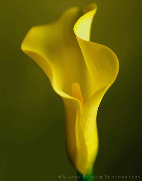 Yellow Calla Lily