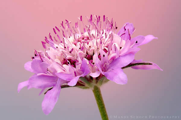 Pincushion Flower