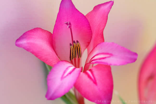 Wild Gladiolus