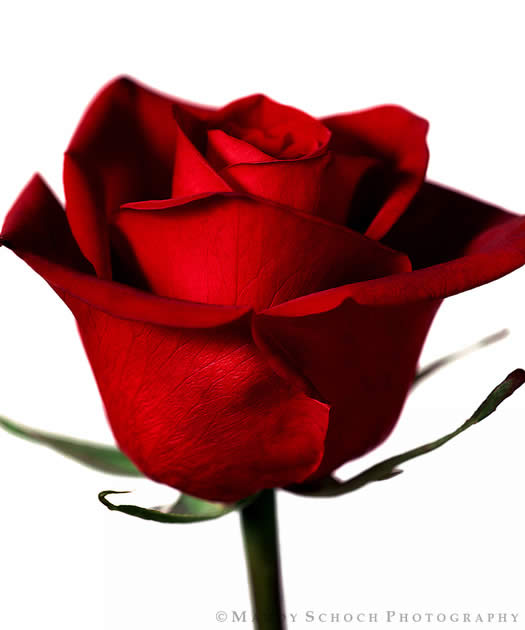 Red Rose On White