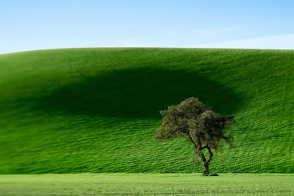 La Cuesta Tree