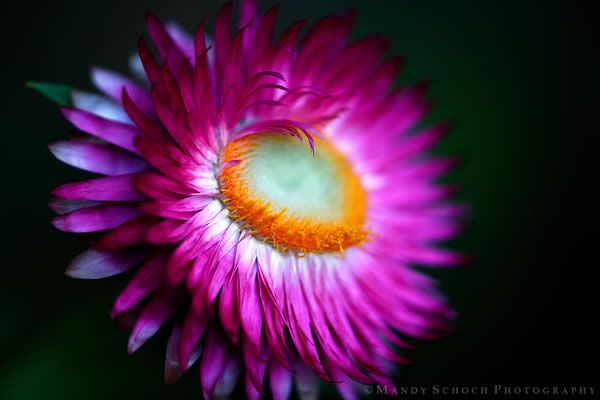 Strawflower at Dusk