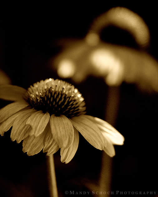 Dappled Light Coneflowers