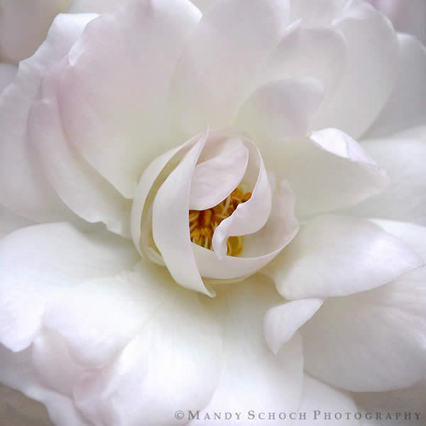 White Rose