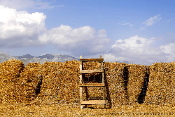 Hay Ladder