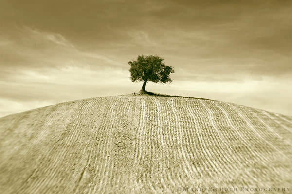 The Sepia Tree