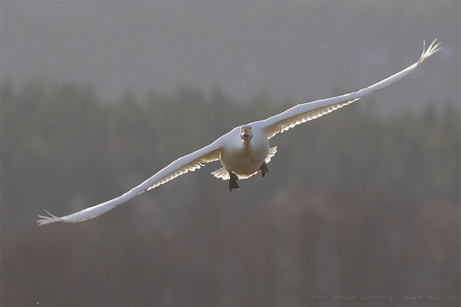 Flygande Svanen