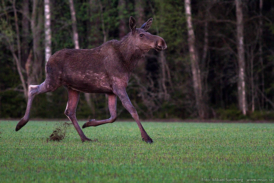 Springande älg