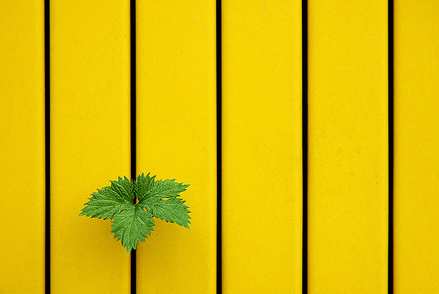 Yellow, Green, Yellow