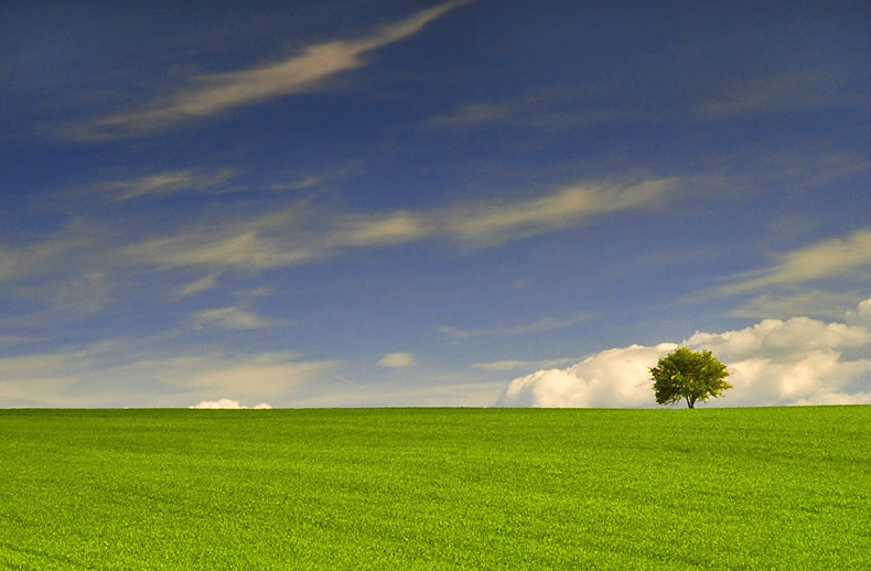 Minimalism - Tree