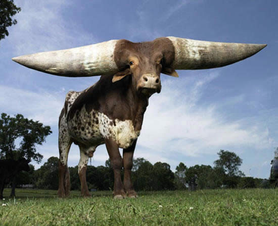 Watusi Bull