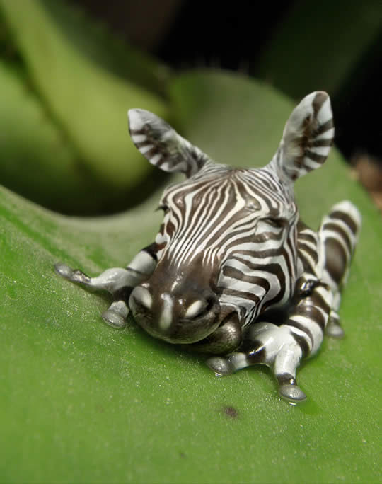 Zebra Frog