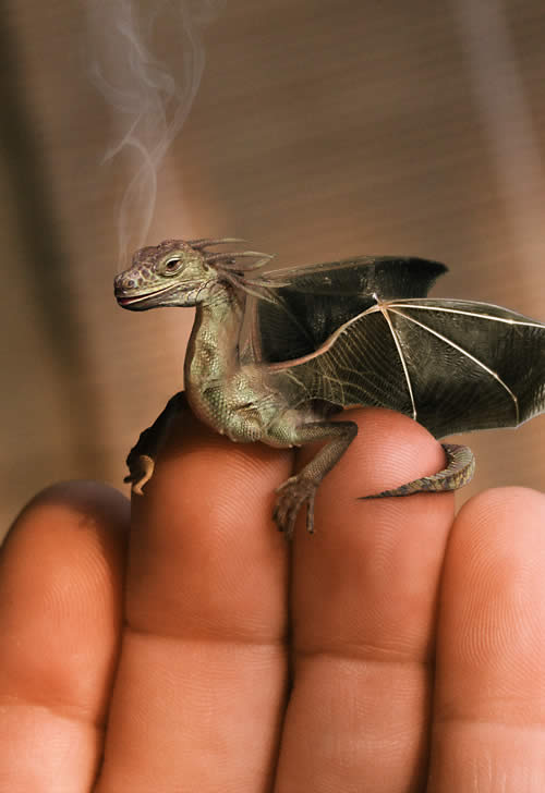 Baby Dragon