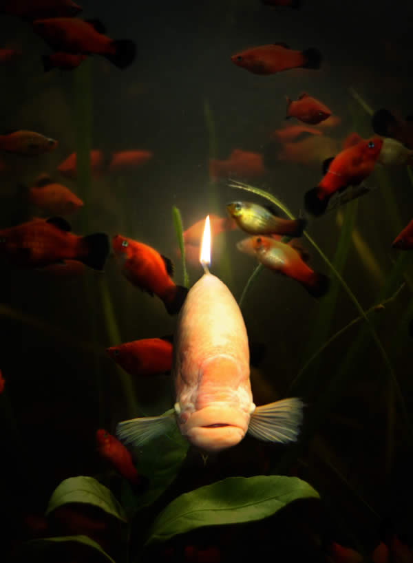 Candle Fish