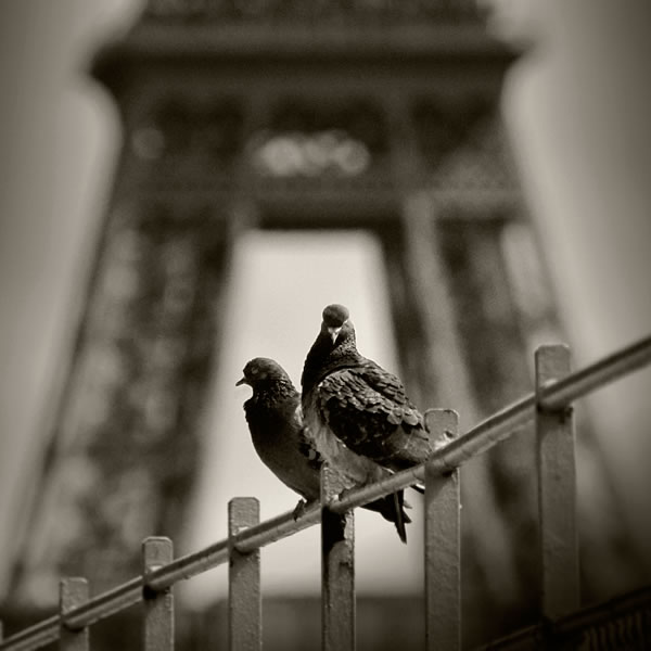 Two Doves and the Eiffel Tower