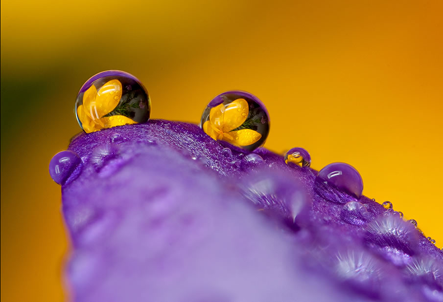 Flower Petal Refraction