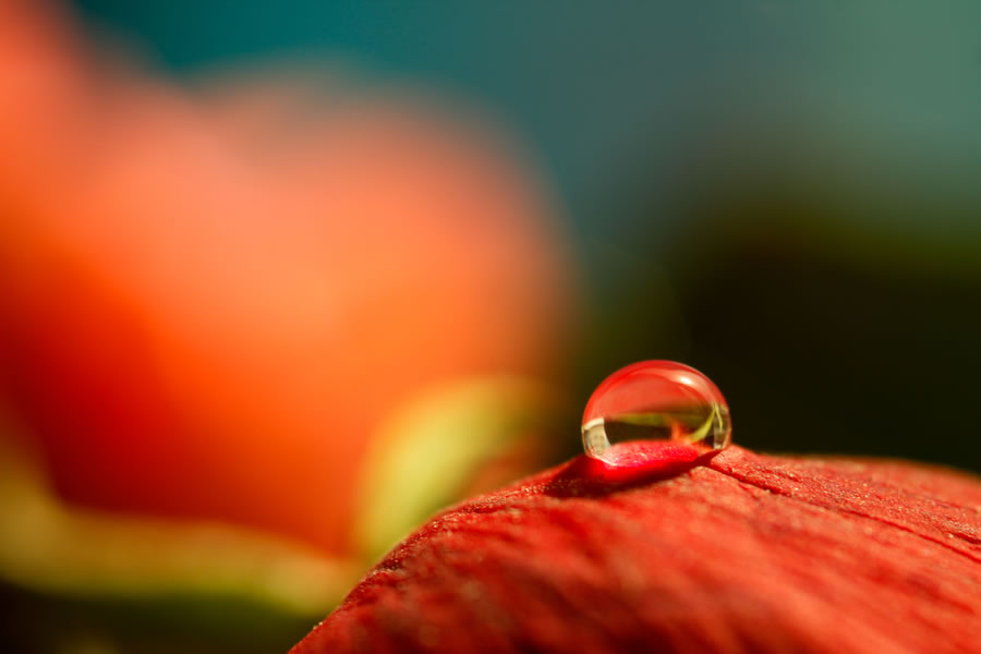 Dew Drop and Rose Petal