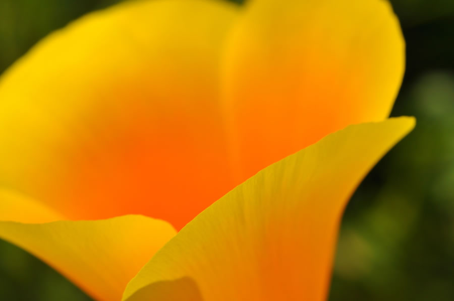 California Poppy Petal