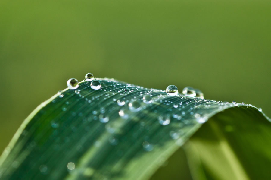 Drops on Leaf