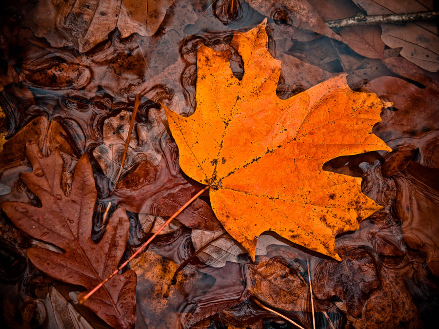 Fall Leaf