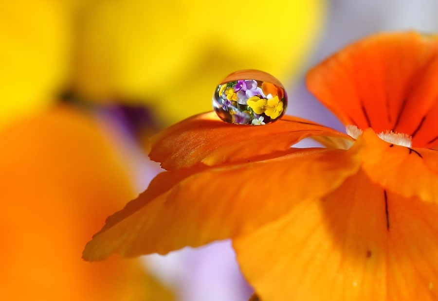 Pansy Bouquet