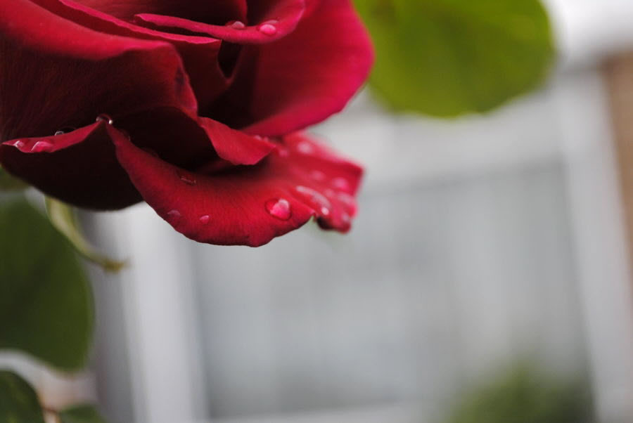 Rose Petal and Drops