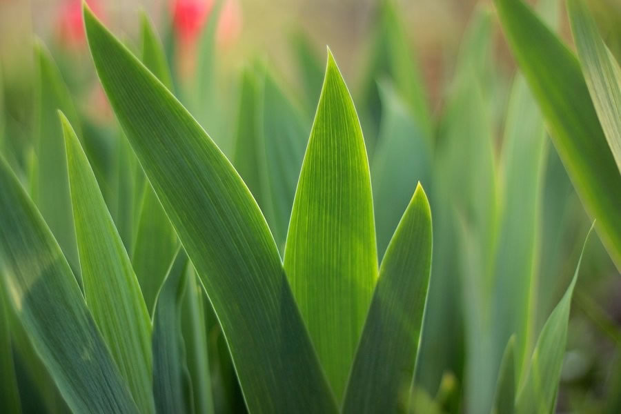 Tulip Leaf