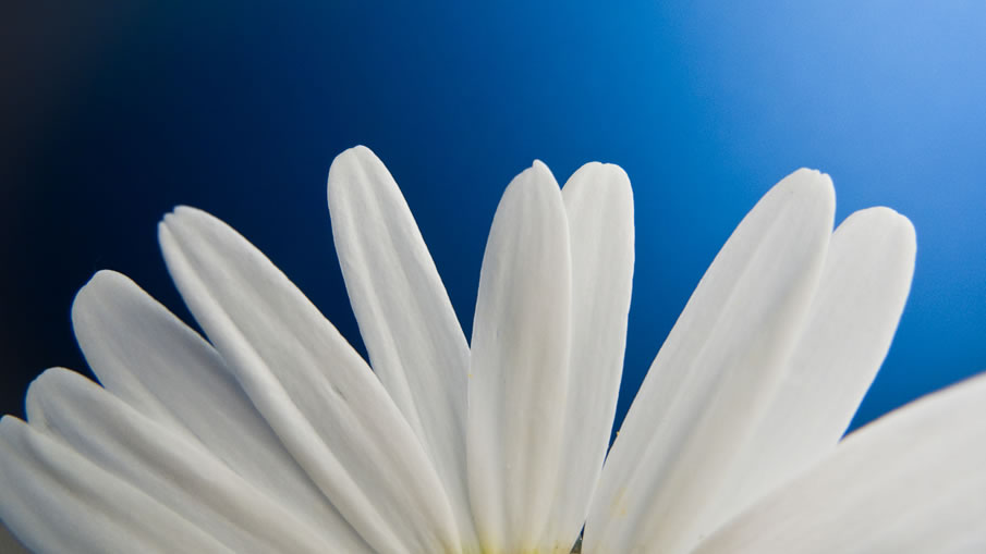 Petals of the Marguerite