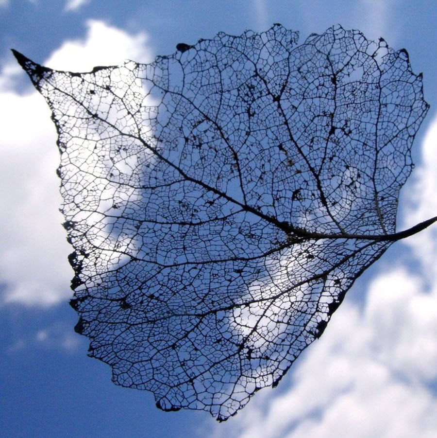 Leaf Skeleton