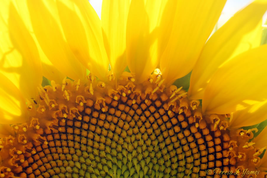 Petals and Seeds