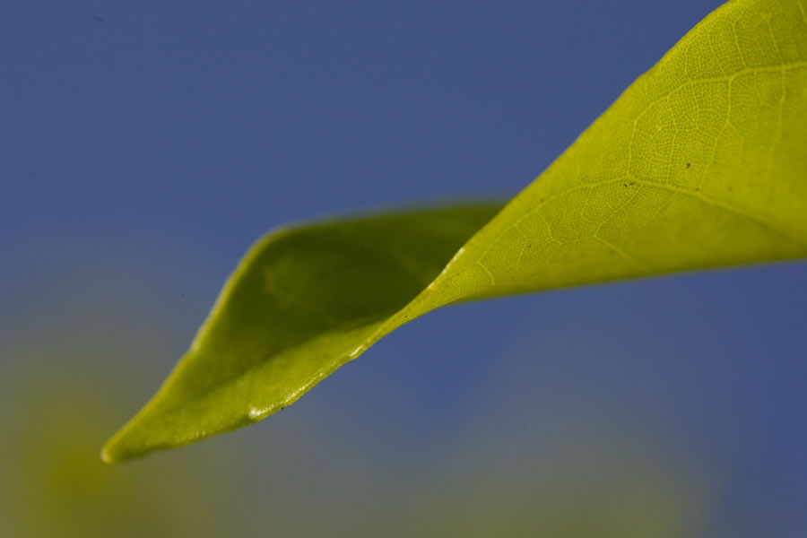 Gentle Leaf