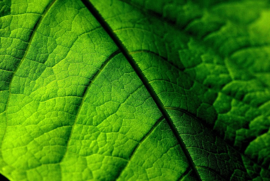 Leaf Close-up