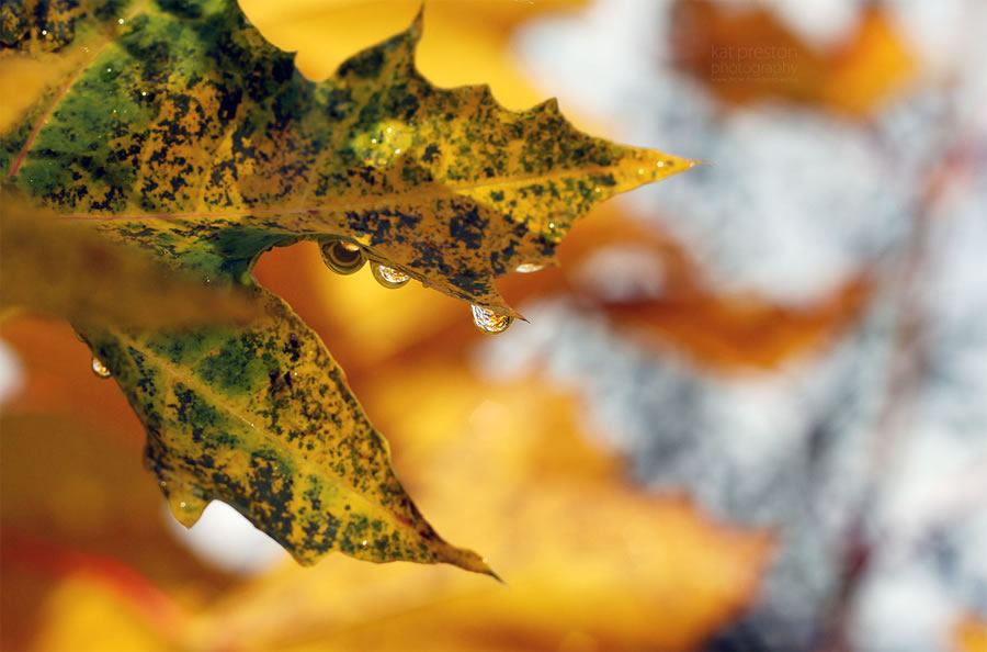 Leaf Reflections