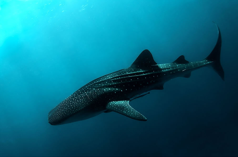 Whale Shark II